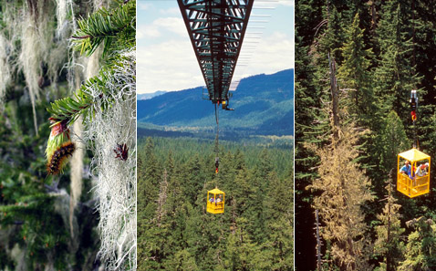      <i>Lophocampa argentata</i>. :        (   depts.washington.edu).