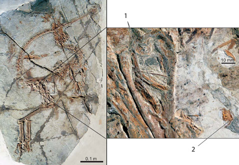   ,    .    () : 1    <i>Zhangheotherium</i>  2   <i>Sinobaatar</i> (   app.pan.pl).