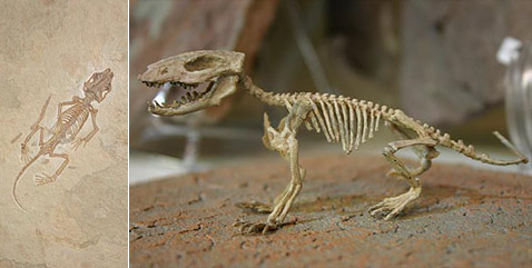     <i>Zhangheotherium</i> (   dinosaur.net.cn).