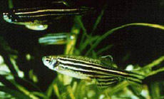        ""  ,        (   clacc.uchc.edu).