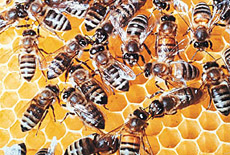       ,     .  (   tribuneindia.com).