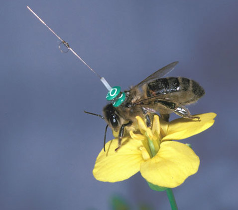          Rothamsted Research     ,      ( BBSRC/Rothamsted Research).