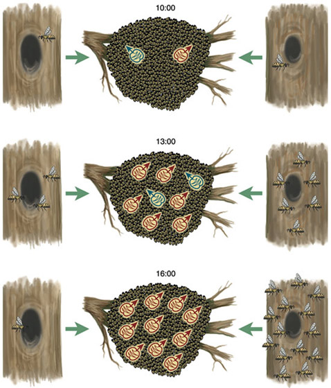 -   " ",     .        ,    ()        ().      ( )    ( ).    ""      ( ),     ( ).     ,   "" ,  ,        .      ,   "" ,   ,       ( ) ( Stephanie Freese   americanscientist.org).