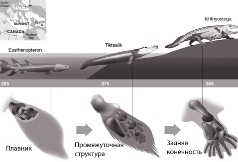  <i>Tiktaalik</i>   .  :     . :     <i>Tiktaalik</i>           .      ( Graham Roberts/New York Times).