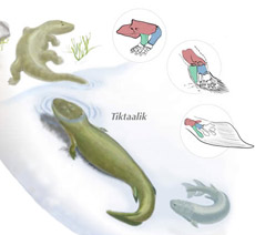   ,      <i>Tiktaalik</i>   ( Kalliopi Monoyios).