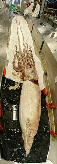  ,           .  ,   ""  60    ( BBC).