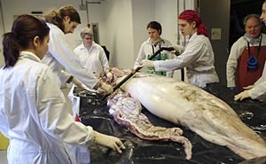     ,     ( Natural History Museum).