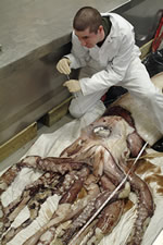         ( Natural History Museum).