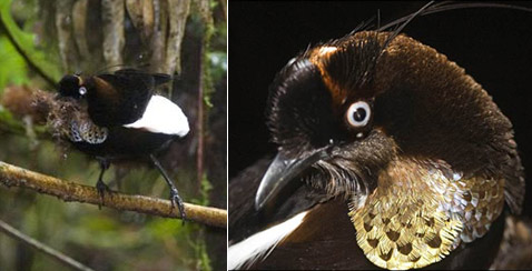    .                  ( Reuters  Bruce Beehler).