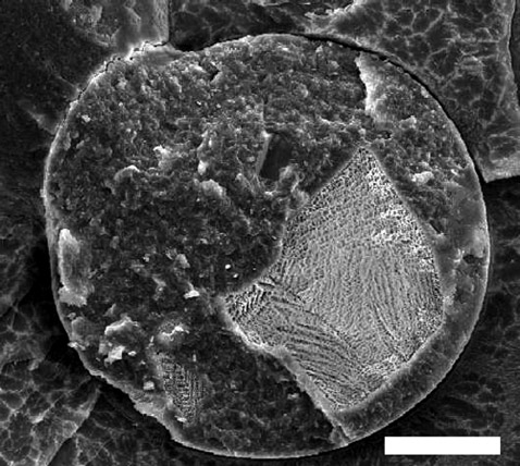 "",        .   20  ( American Chemical Society).