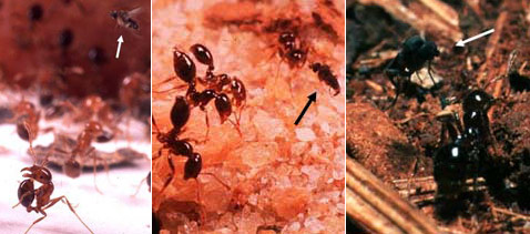   ,      .     ( Sanford Porter).