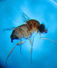      .     ,    ,    ( Sanford Porter).