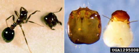  .       ( Sanford Porter).