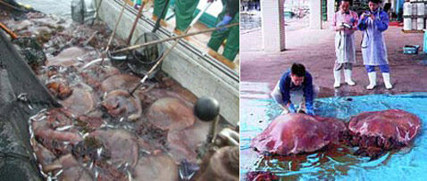 ", ,   ..."  -         (   kyoto.jp  japantimes.co.jp).