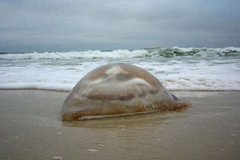 <i>Stomolophus nomurai</i>        (   shiftingbaselines.org).