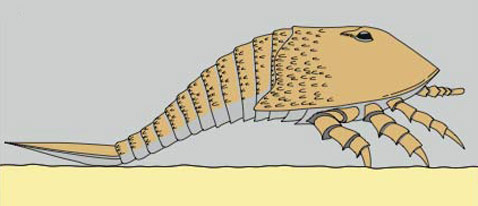     <i>Hibbertopterus</i> ( Nature/Martin Whyte).