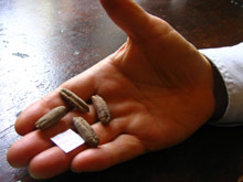        ( Hadassah Medical Center).