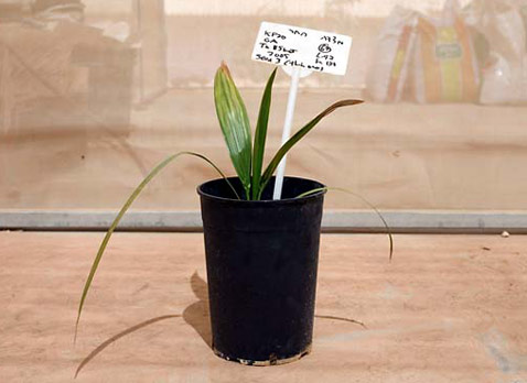   ""      ( David Blumenfeld/San Francisco Chronicle).