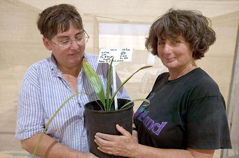   ()      (Elaine Solowey)    ( David Blumenfeld/San Francisco Chronicle).