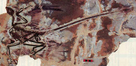  <i>Microraptor gui</i>.      76 ,      1  ( Xing Xu).