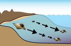   ,  " "      .      ,  .    ,       ( MBARI).