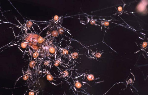  <i>Theridion nigroannulatum</i>        ( Leticia Avils).