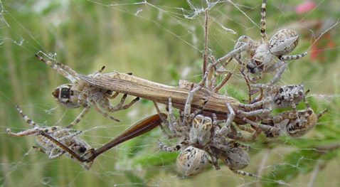  <i>Stegodyphus dumicola</i>   ,    (   biology.au.dk).