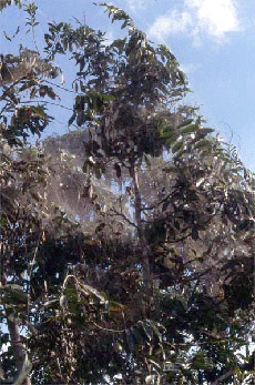   <i>Mallos gregalis</i>  ,       .       30  .