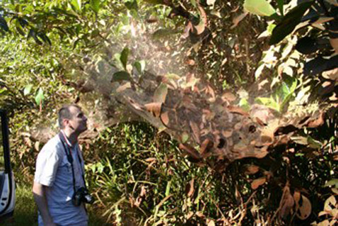    <i>Anelosimus eximius</i>    .      50   (   theridiidae.com).