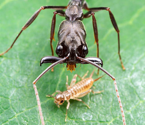  <i>Odontomachus bauri</i>  - .  ,  ,      (   myrmecos.net).