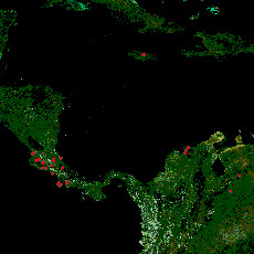         <i>Odontomachus bauri</i> (   antweb.org).