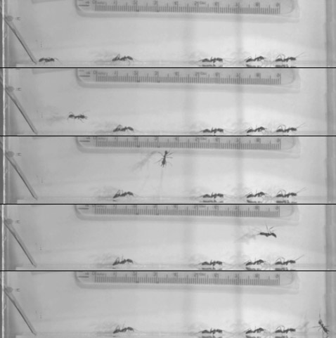        .  "" <i>Odontomachus bauri</i>   ( S.N. Patek, J.E. Baio, B.L. Fisher, A. V.Suarez).