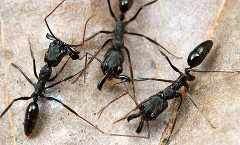   <i>Odontomachus bauri</i>, ,     ,      (   myrmecos.net).