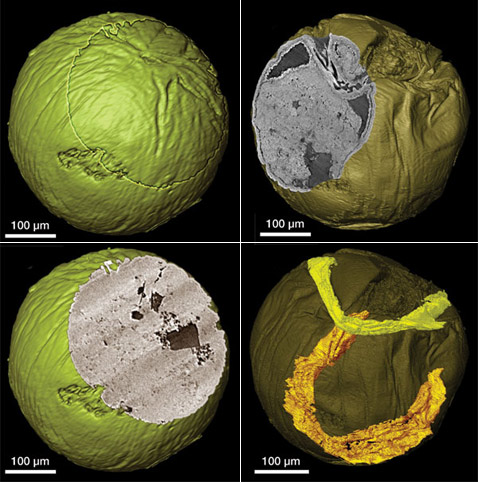   <i>Pseudooides prima</i>,   .          ( Philip Donoghue).
