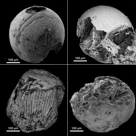   <i>Markuelia</i>  ,          .       .         ( Philip Donoghue).