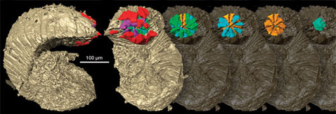        <i>Markuelia</i>.          ( Philip Donoghue).