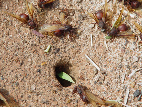    ?  , .        (   hormigasculonas.com).