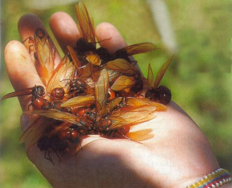    ? ,      ( William Fernando Martinez).