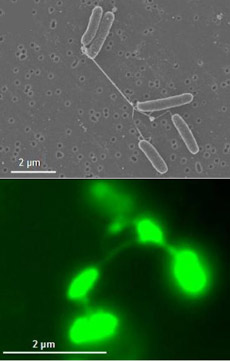   <i>Shewanella</i>    . : ,     . :     (   eurekalert.org).