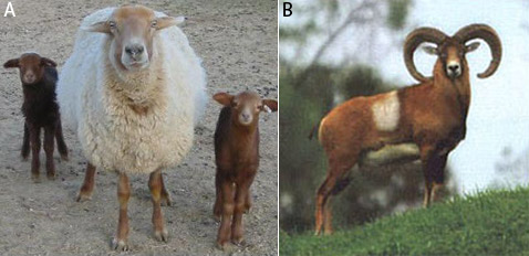    .        ( )   .  -  . B        .     ,    (   heartland-wildlife.com  Jerry & Lyn Brown, LaPlata, NM).