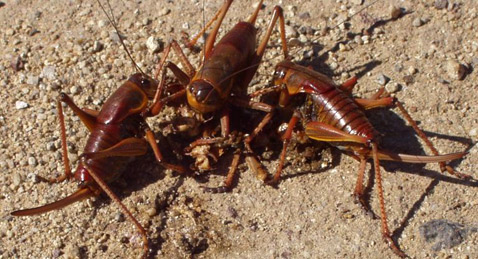 ������ ������ ���������� ������������: ��������� <i>Anabrus simplex</i> ����� ������� ������ �����. ������, ��� ��� ��&nbsp;����� ������ ��&nbsp;���� (���� �&nbsp;����� en.wikipedia.org).