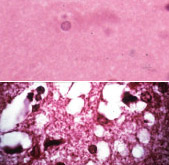 ����� ������ ������������� ��������� �����. ������&nbsp;� ���������, �����&nbsp;� ���������� ��� ����&nbsp;� ����������� ���������� ���������� (���� Kunihiko Kobayashi, University of&nbsp;Iowa).