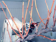 ����������� �� ������� ���� �������-������������� ��������, ����� �������, � ��������� �������� (���� Vision Robotics).