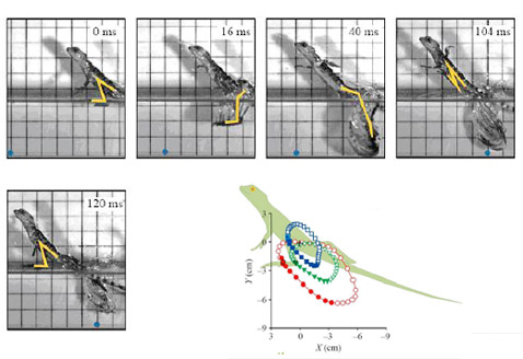 ������ ��� ������� �������, �������� �������� ��������, ��� �������� ����� �������, ������ � ������ (����������� NanoRobotics Laboratory).