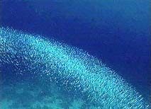       ... (   princeton.edu).