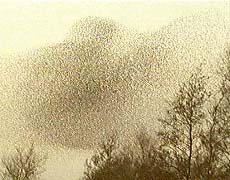 ...       (   princeton.edu).