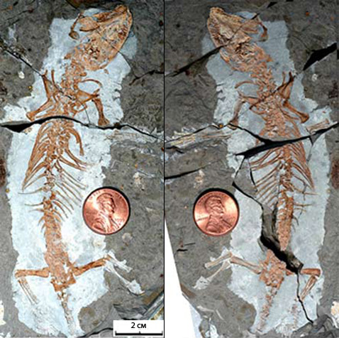 �� ����� ��������, ��������� ����� ������� � ������� �������� ����������. �� �������� "������" �� ��������� ����� ������ � ������, ����������� ������� (���� Zhe-Xi Luo/CMNH).