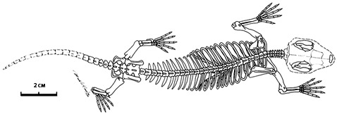 �� ���� ���������� ������ ������������� ������� ����� ������, ��� �������� �������� ����������������� "����������" ���������, ������� ������� ���������� ��-�� ������������� ���� (����������� Mark A. Klingler/CMNH).