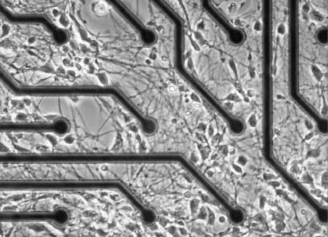 ��� ����������� ����� ������ ���������� � ������� ����� ����� (���� fishandchips.uwa.edu.au).