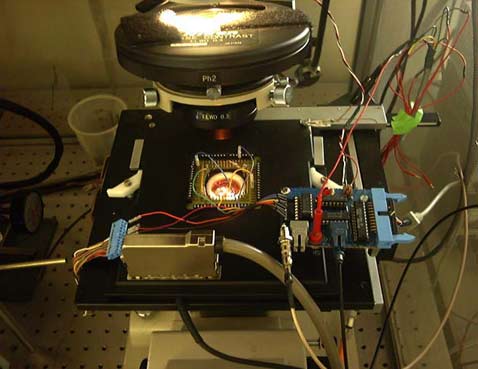 ���� MEART ������� � �������. ����� ��� ��������� (���� fishandchips.uwa.edu.au).